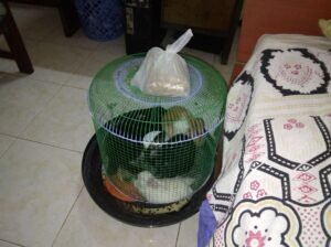 Rabbit With Cage
